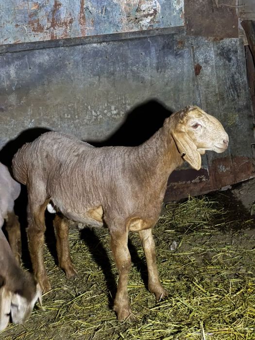 Продам Ягнята Арашаны