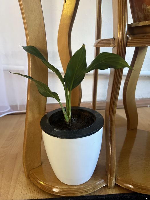 Женское счастье - спатифиллум