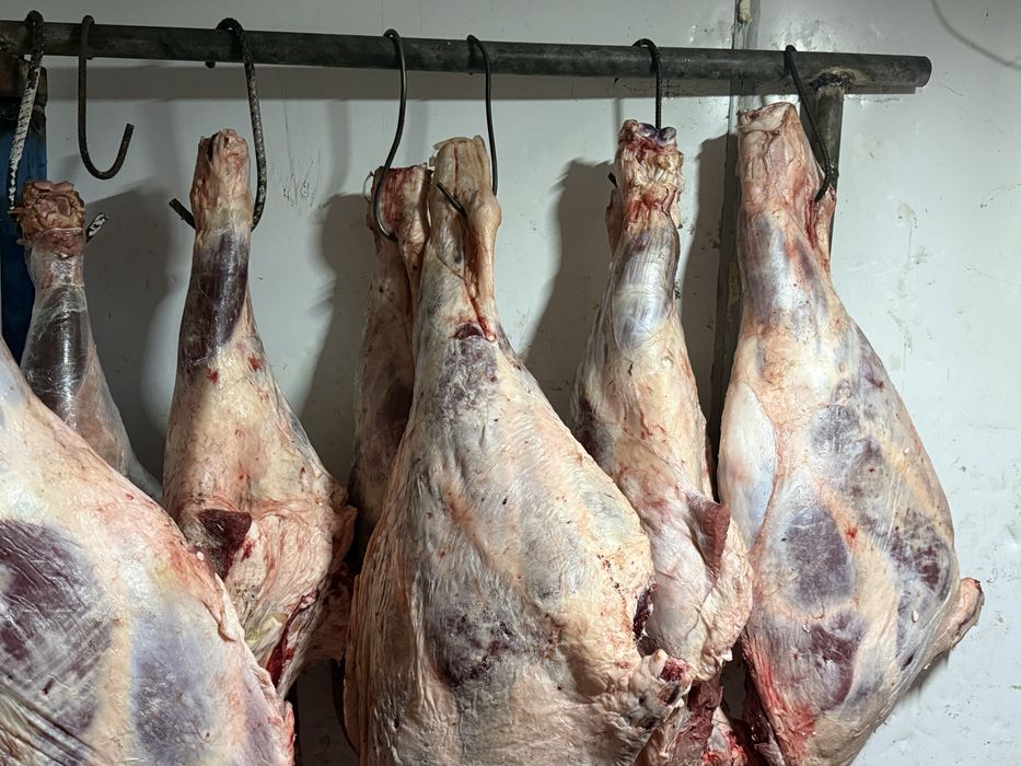 Продам мясо говядины молодняк. Сан ет сатылады жас мал