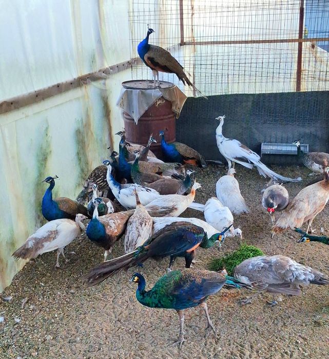 Pauni mai multe varietăți de culoare  !