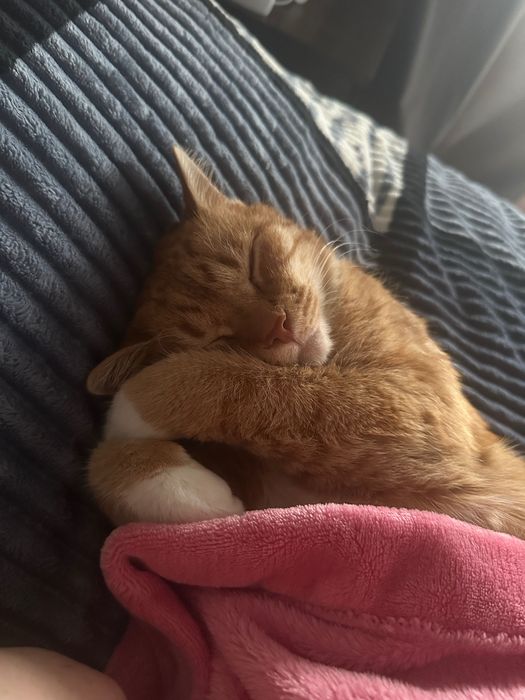 Отдам кота бесплатно