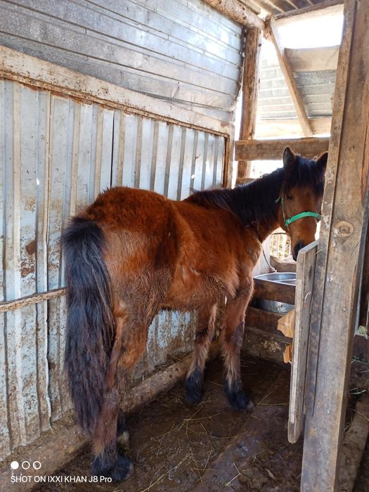 Продам годовалые тайчики