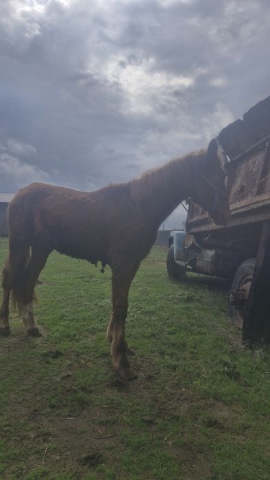 2 жасар құнан сатылады