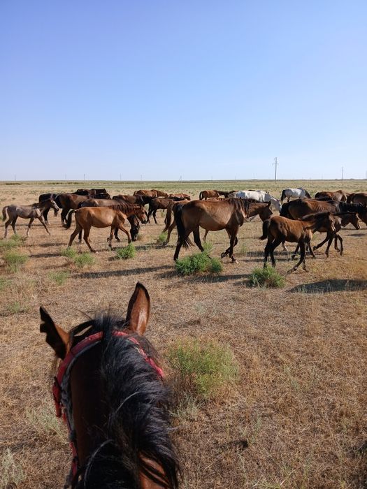 Байтал жас жылқы кулан