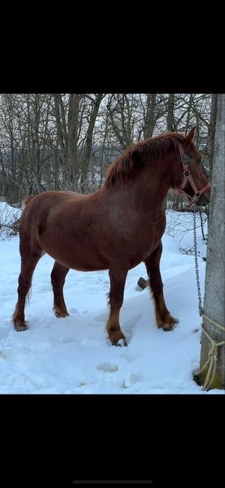 Schimb iapa cu vaca cu vitel