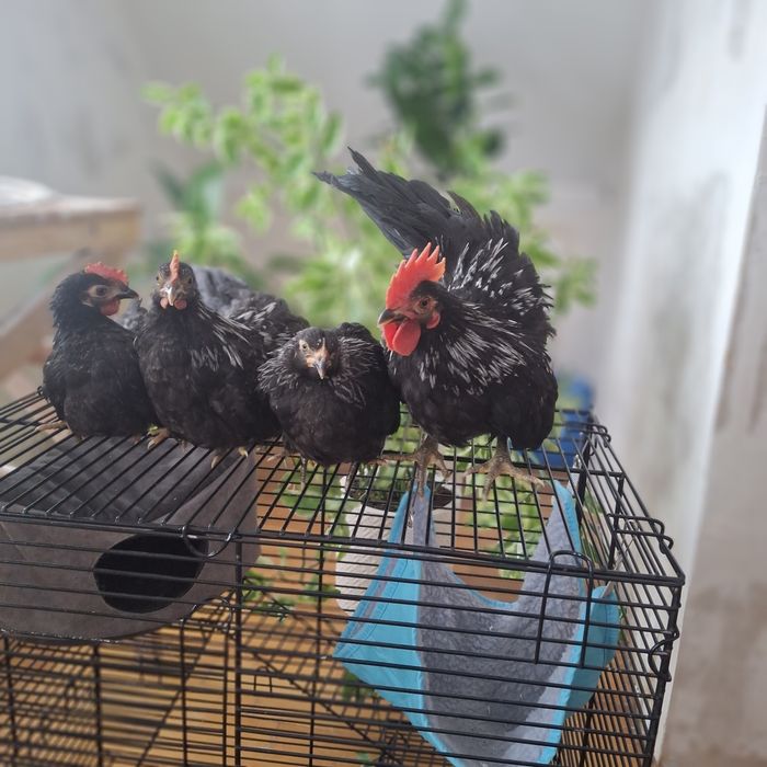 Куры породы шабо