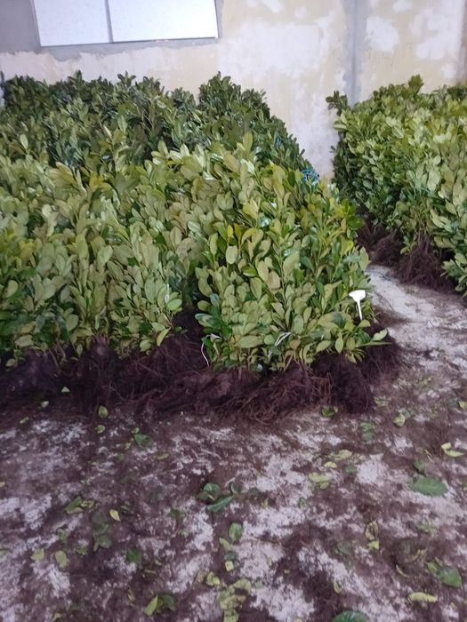 Vând laur englezesc 90-100 cm. 15 lei bucata