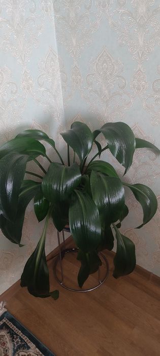 Продаются комнатные цветы