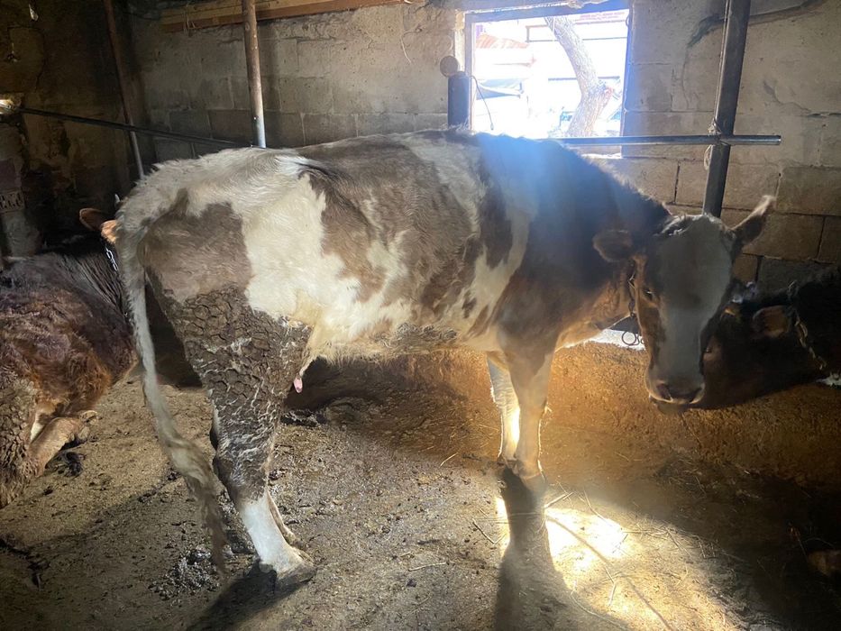 Продам коров хорошие дойные