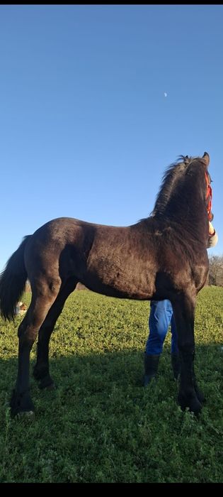 Cârlană friz originală de 11 luni