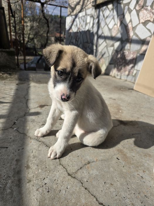 Бебе Кученце  2м