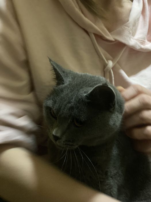 Британская пушистая кошка