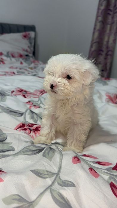 Pui de bichon havanez