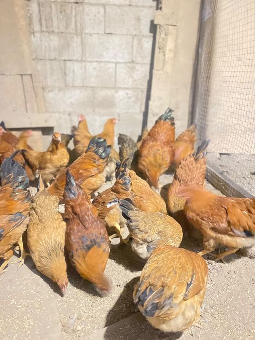 Продам кур кучинских юбилейных