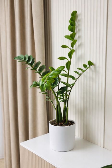 Замиокулькас (долларовое дерево)