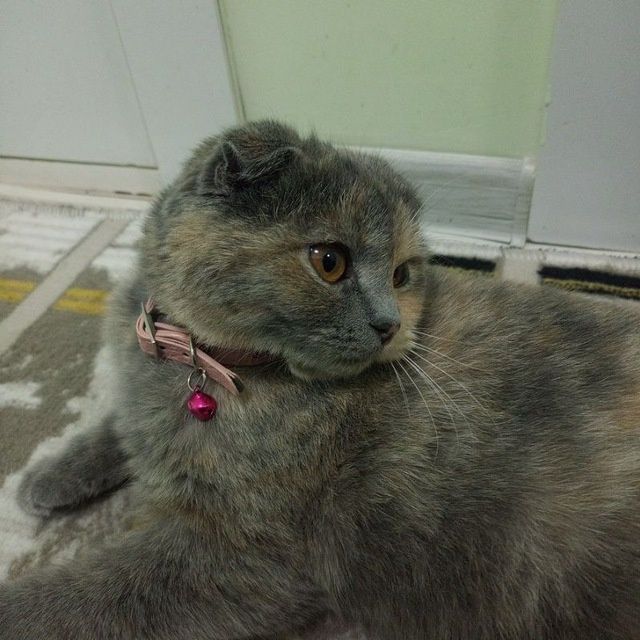 Мушукча сотилади,Скоттиш фолд