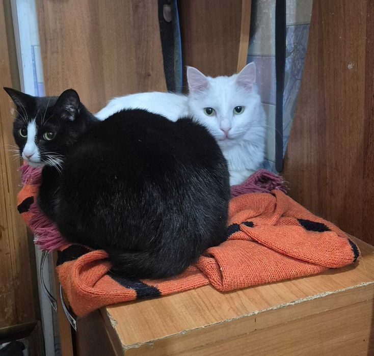 СРОЧНО  в добрые руки!! г. Шымкент