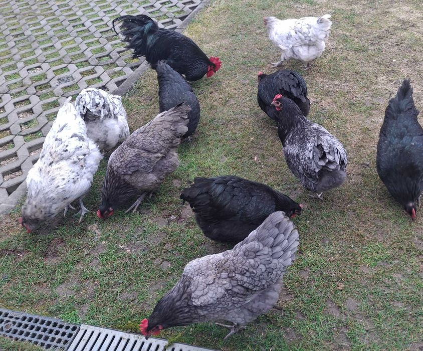 Ouă pentru incubat australorp și italian argintiu