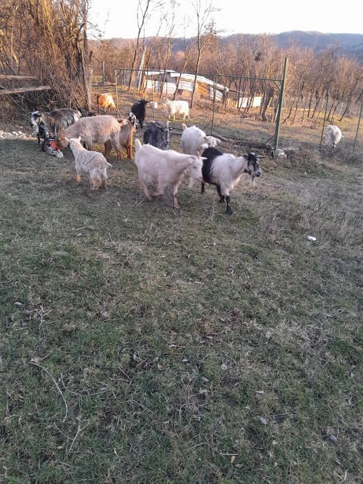 Capre tinere gstante