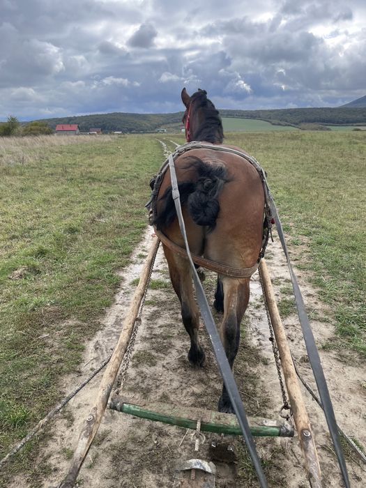 Vand/schimb cal castrat de 3/4 ani