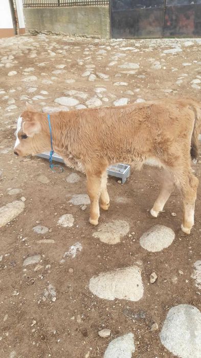 Vând vițel bălțat