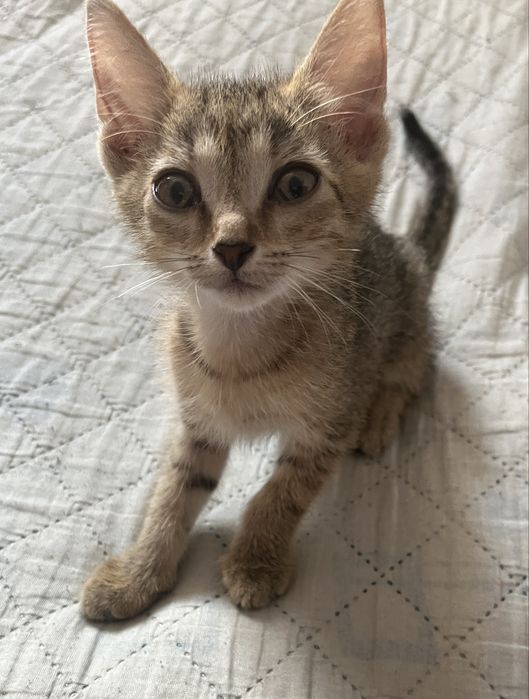 Отдам котят в хорошие руку