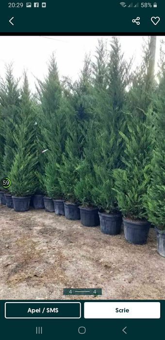 vând plante ornametale