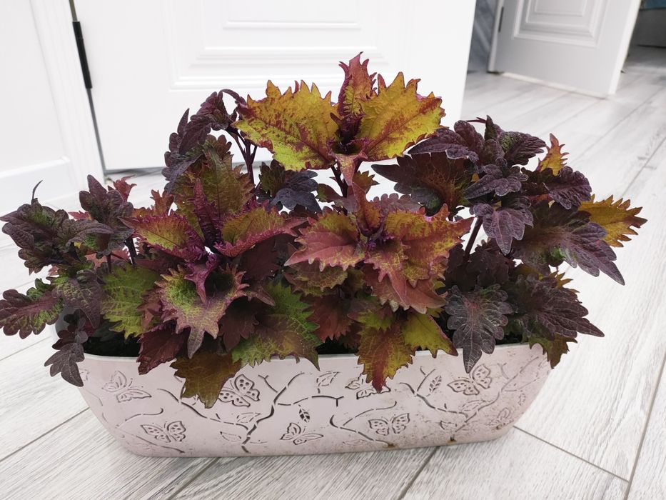 Домашние растения. Доставка есть