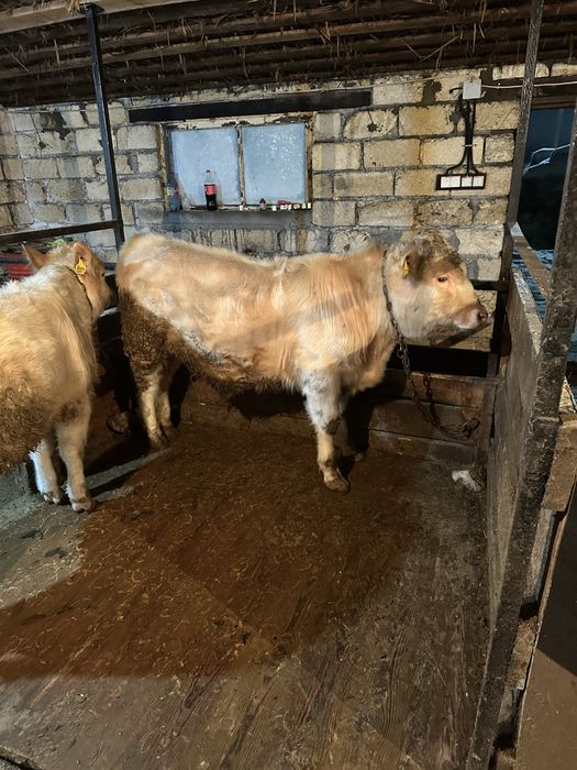 Откорм Бұқа сатылады