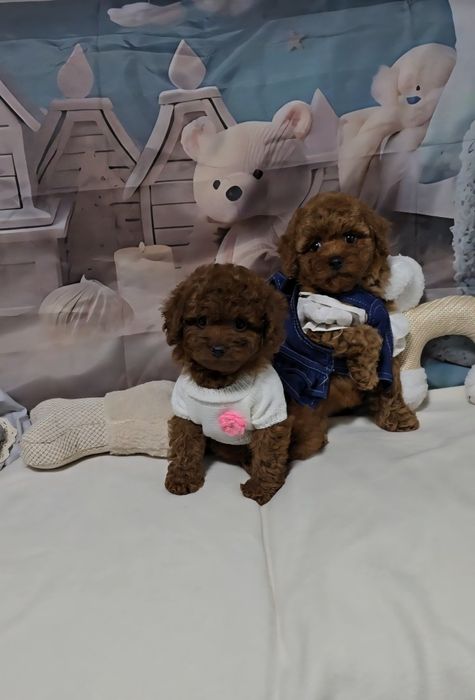 !РЕЗЕРВИРАНО!Пудел той с родословие 5 поколения назад