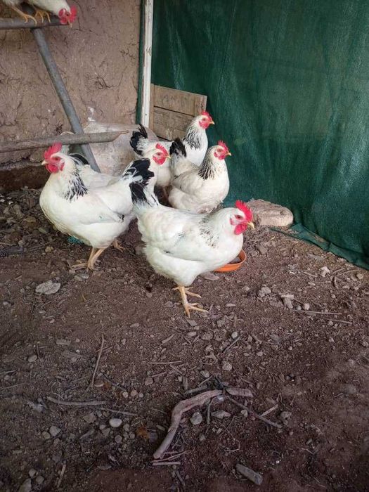 Adler Seribro tovuq tuxumlariga zakaz olamiz