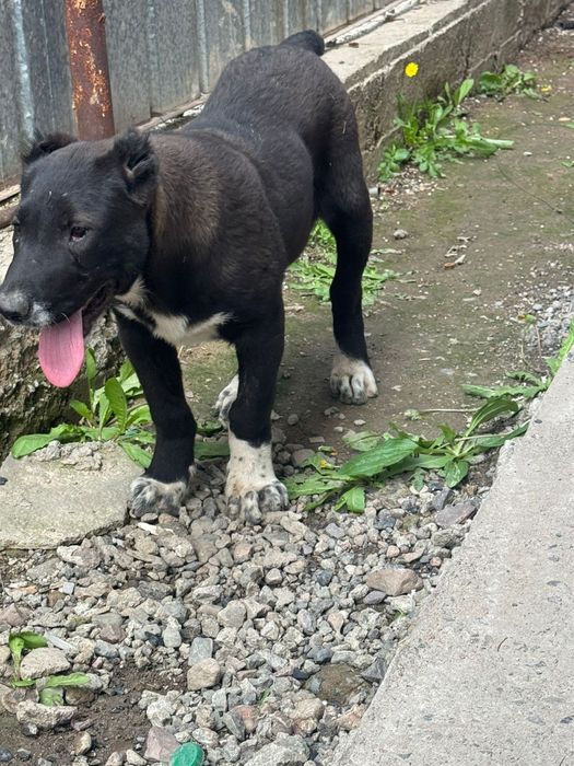 Продам  девочку алабай