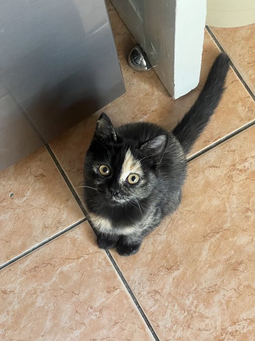 Котёнок-девочка 2 мясяца в добрые руки