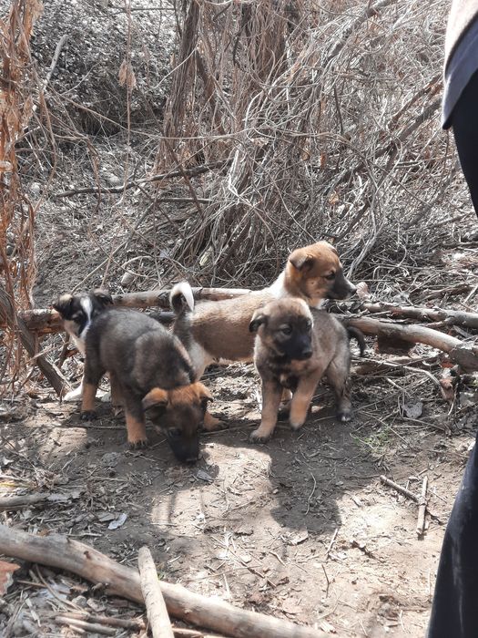 Отдаём, щенка бесплатно