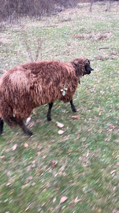 Berbecuț dorper și mieluță suffolk