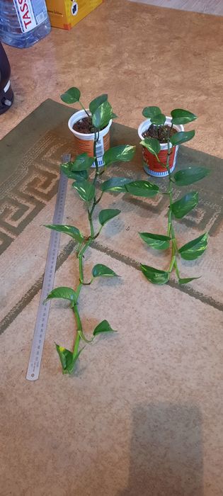 Комнатные цветы молодые