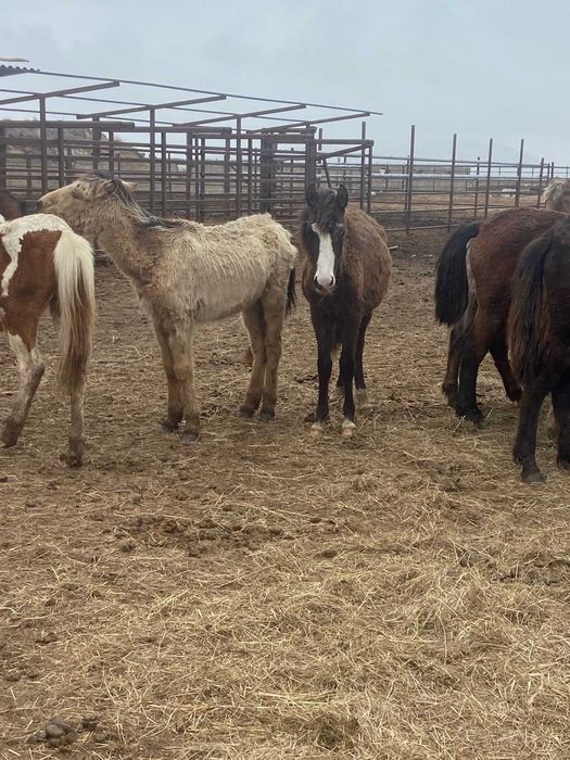 2025 жылғы семіз тайлар сатылады