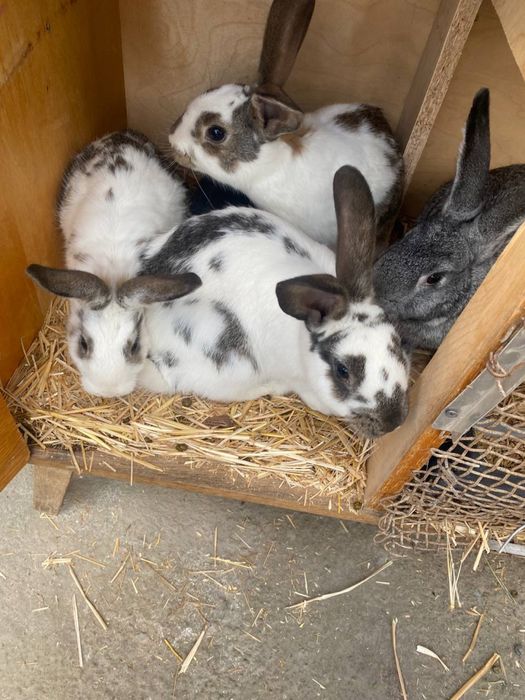 Куёнлар сотилади