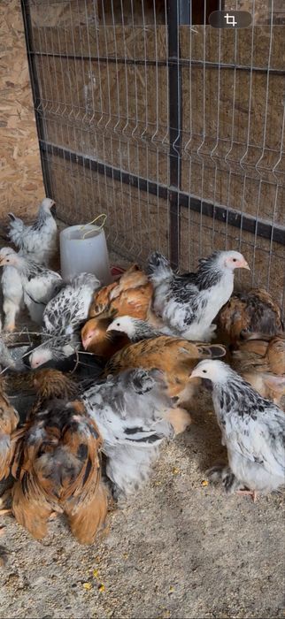 Vând pui de găini rasă Brahma, în vârstă de 2 luni jumătate, vaccinați conform vârstei, crescuți la sol