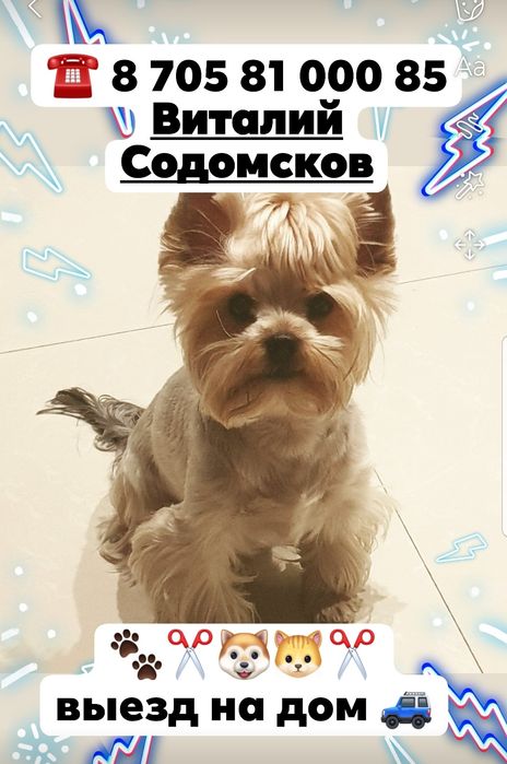 Грумер.  Стрижка животных.
