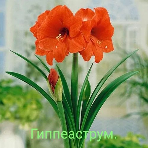 Продам цветы Гиппеаструм от 500 до 2500 тенге