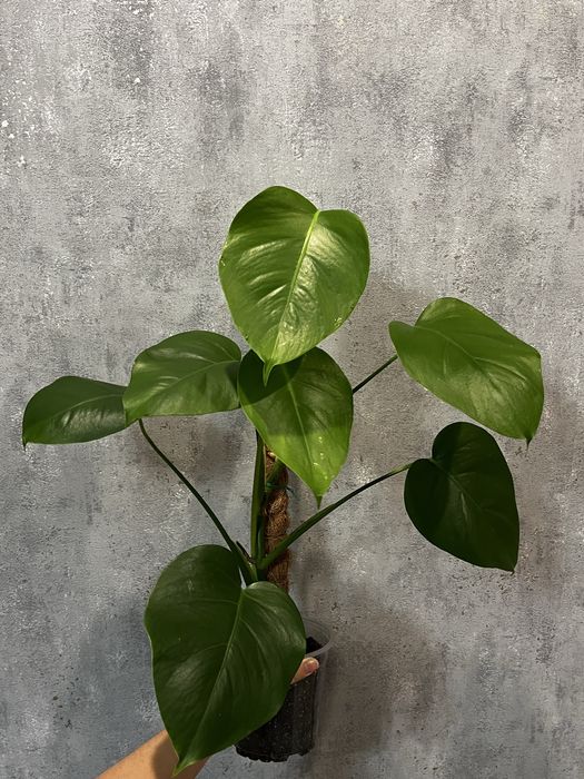 Монстера, алоказия