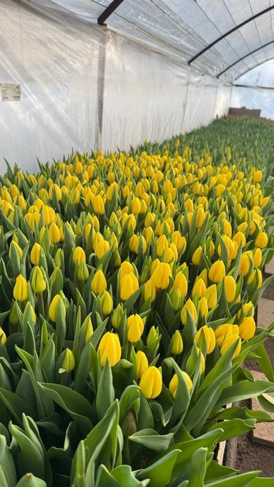 Тюльпаны оптом и в розницу