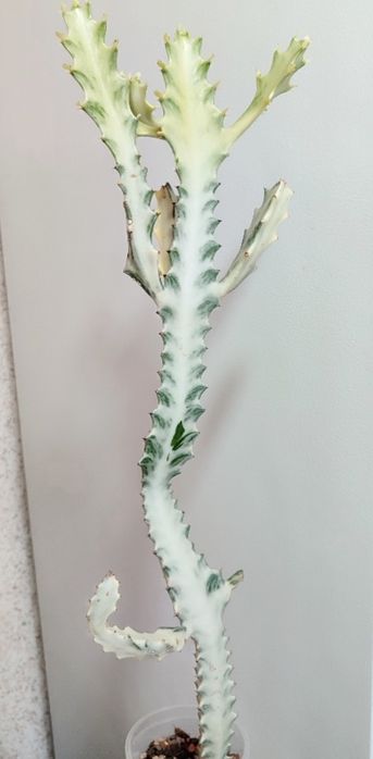 Euphorbia lactea White Ghost