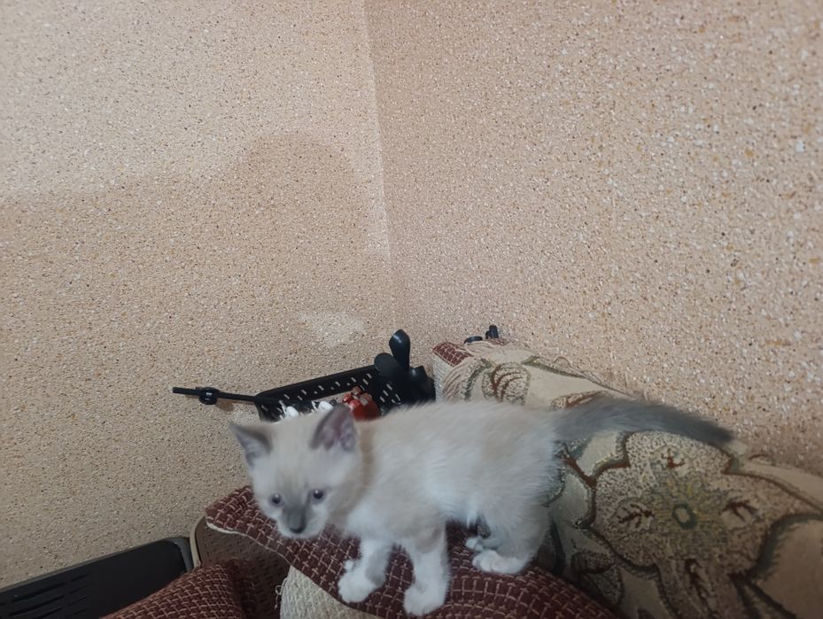 Отдам котенка, девочка