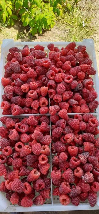 Разсад Малини Сортове