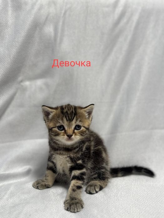 Продам  Шотландских котят идёт бронь