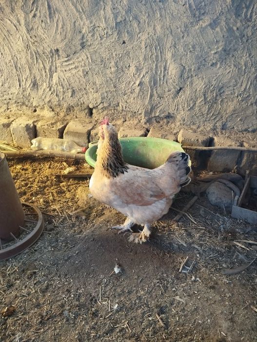 Тухум тугадиган зотдор товуклар сотилади