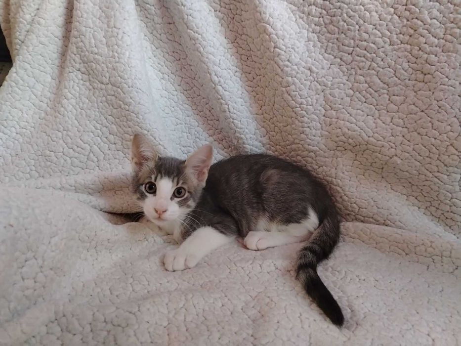 Котета търсят дом