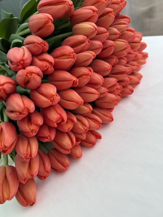 Тюльпаны  оптом и в розницу!